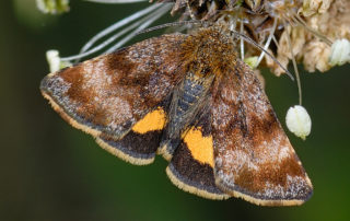 adulto di Panemeria tenebrata