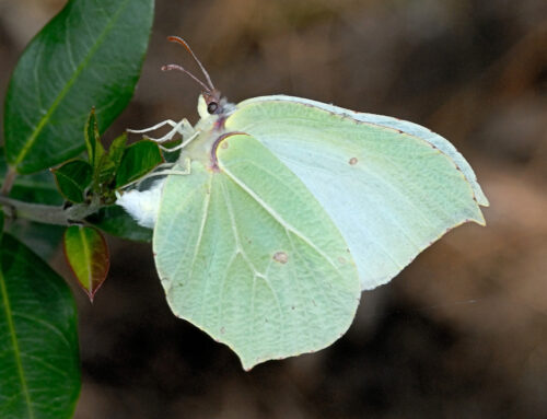 Rubrica “Metamorfosi” #50: Gonepteryx rhamni