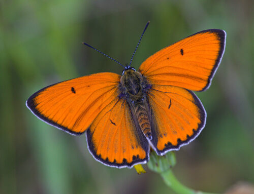 Rubrica “Metamorfosi” #53: Lycaena dispar