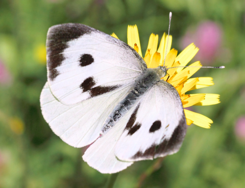 (PROVA PAOLO) Non solo biodiversità: Pieris brassicae come bioindicatore della qualità dell’aria