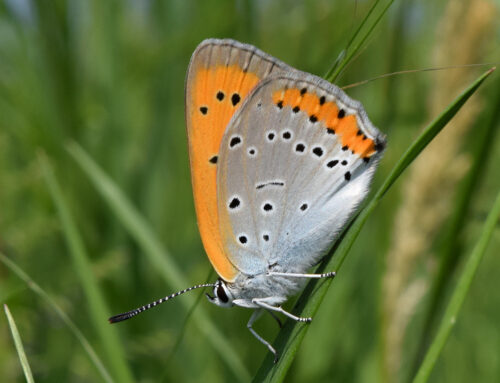 (PROVA PAOLO) Report 2023 Butterfly Monitoring Scheme Italia