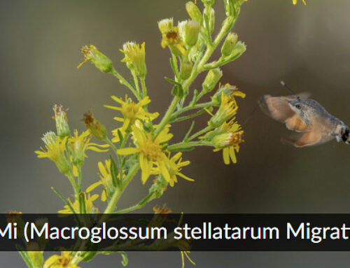 Progetto MAMI – MAcroglossum stellatarum MIgration