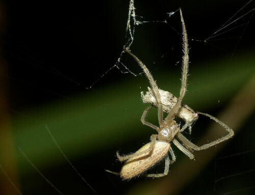 Alcuni predatori di lepidotteri notturni